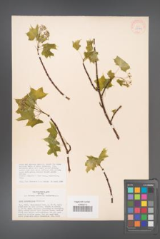 Acer cappadocicum [KOR 33379]