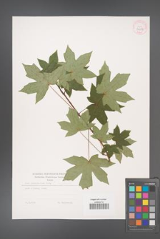 Acer cappadocicum [KOR 32229]