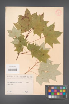 Acer cappadocicum [KOR 117]