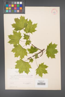 Acer platanoides [KOR 7584]