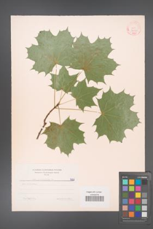 Acer platanoides [KOR 7022]