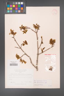 Acer hyrcanum [KOR 11394a]