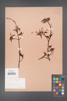 Acer crataegifolium [KOR 33394]