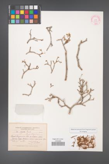 Acer pentaponicum [KOR 11425]