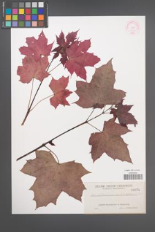 Acer platanoides [KOR 71]