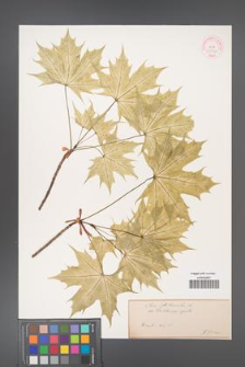 Acer platanoides [KOR 33572]