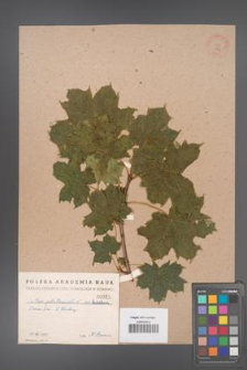 Acer platanoides [KOR 52]