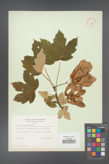 Acer pseudoplatanus [KOR 8987]