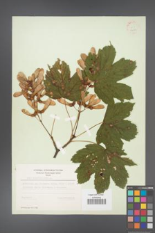 Acer pseudoplatanus [KOR 9054]