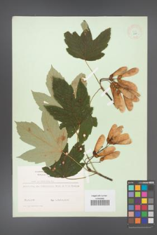 Acer pseudoplatanus [KOR 8968]