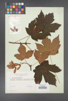 Acer pseudoplatanus [KOR 9013]