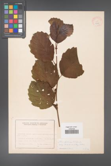 Alnus glutinosa [KOR 11583]