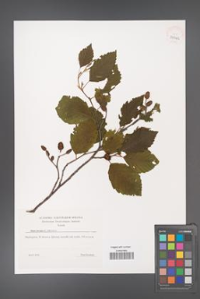 Alnus incana [KOR 39342]