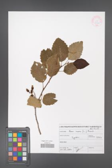 Alnus incana [KOR 46915]