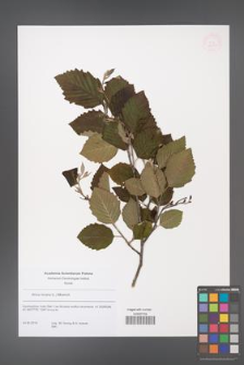 Alnus incana [KOR 53857]