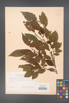 Alnus japonica [KOR 11685]