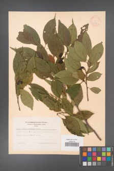Alnus japonica [KOR 11687]