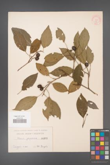 Alnus japonica [KOR 392]