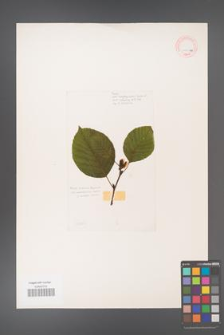 Alnus fruticosa [KOR 11577a]