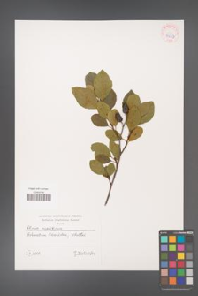 Alnus maritima [KOR 43663]