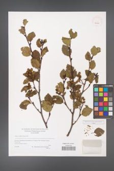 Alnus viridis [KOR 40025]