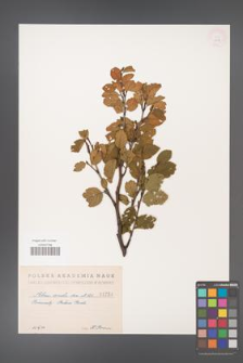 Alnus viridis [KOR 1258]