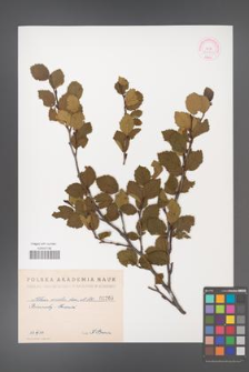 Alnus viridis [KOR 1260]
