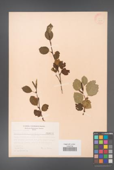 Alnus viridis [KOR 3678]