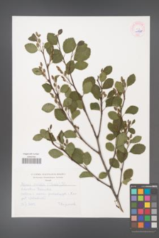 Alnus viridis [KOR 45338]