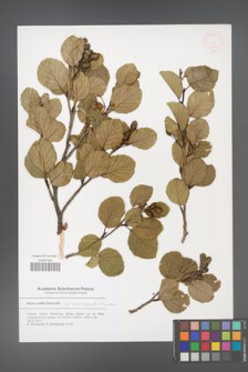 Alnus viridis [KOR 53029]