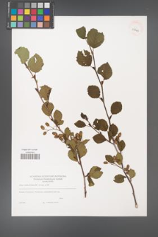 Alnus viridis [KOR 39369]