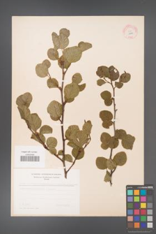 Alnus viridis [KOR 11636]