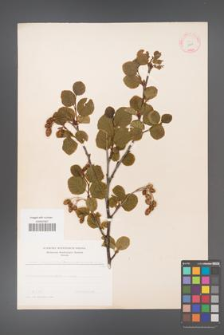 Alnus viridis [KOR 11635]