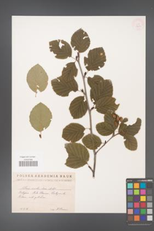Alnus viridis [KOR 11624]