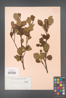 Alnus viridis [KOR 1360]