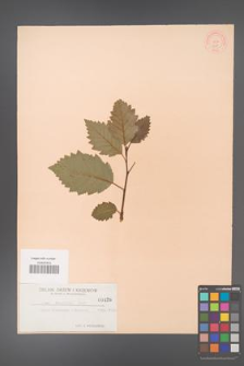 Alnus tenuifolia [KOR 426]