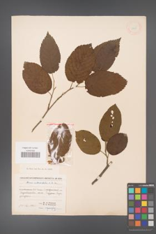 Alnus subcordata [KOR 11638]