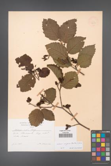 Alnus rugosa [KOR 47679]