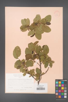 Alnus orientalis [KOR 11712]