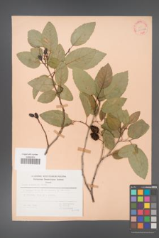 Alnus orientalis [KOR 30050a]