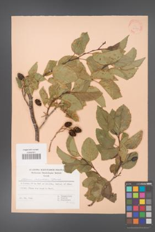 Alnus orientalis [KOR 30050]