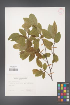 Alnus orientalis [KOR 25096]