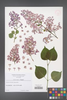 Syringa vulgaris [KOR 51728]