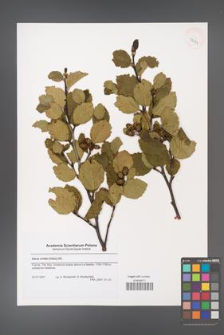 Alnus viridis [KOR 43243]