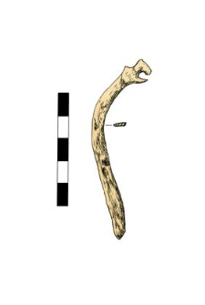 Spur (bail) , fragment