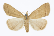 Herminia tarsipennalis