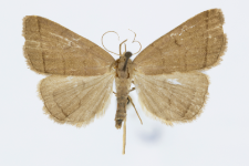 Herminia tarsipennalis