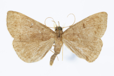 Herminia tarsipennalis