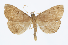 Herminia tarsipennalis