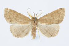 Herminia tarsipennalis